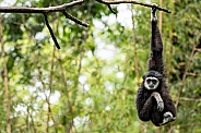 Lar Gibbon Hanging From A Branch