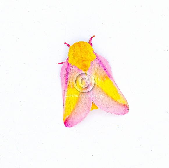 Rosy maple silk moth - Dryocampa rubicunda - is a small North American moth in the family Saturniidae, also known as the great silk moths isolated on white background top dorsal view