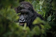 Wild mountain gorilla in the nature habitat