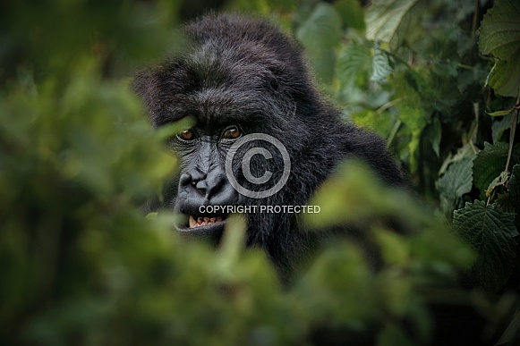 Wild mountain gorilla in the nature habitat