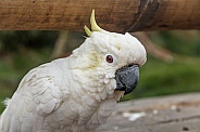 Lesser Sulfer Crested Cockatoo