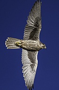 Prairie Falcon Falconry