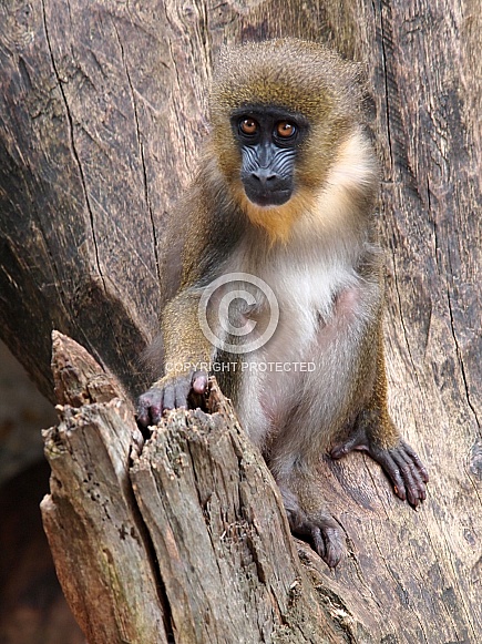 Mandrill (Mandrillus sphinx)