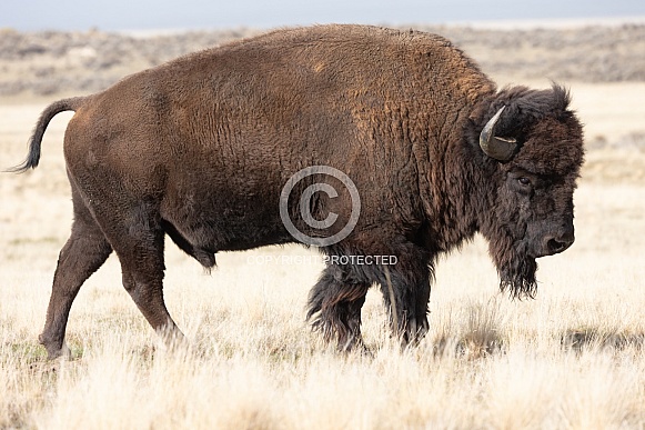 American Bison, Bison bison