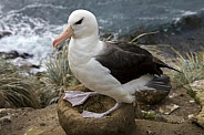 Black Browed Albatross - Falkland Islands