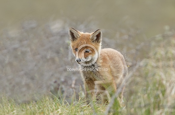 Red fox and cubs Red fox and cubs