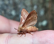 Eastern tent moth (Malacosoma americanum) on finger side view