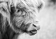 Highland Cow
