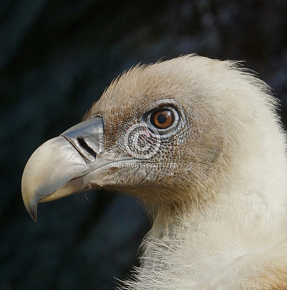 Griffon Vulture Griffon Vulture