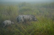 Indian rhino in the nature habitat