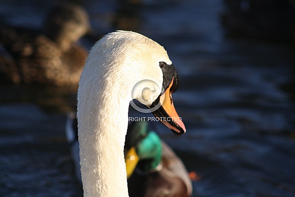 Mute Swan Mute Swan