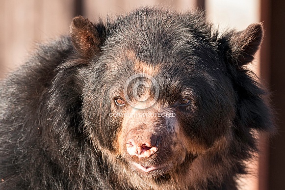Andean Bear Face Shot