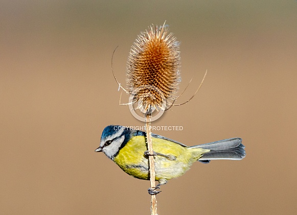 Blue tit and a Teasel
