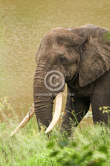 African Elephant African Elephant
