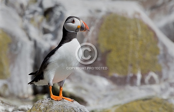 Puffin the birds from the arctic.