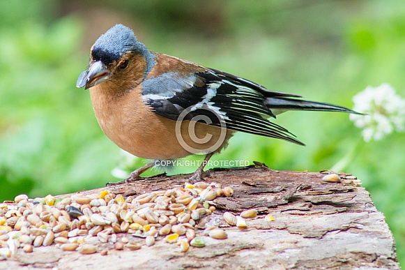 Male Chaffinch Male Chaffinch