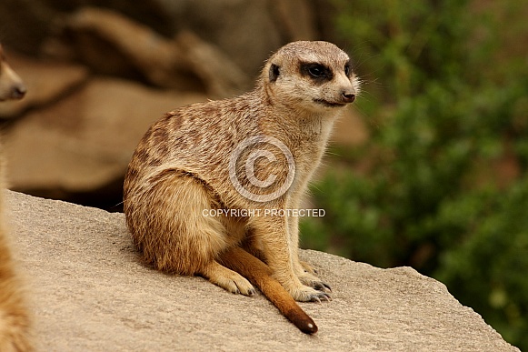 Meerkats Meerkats