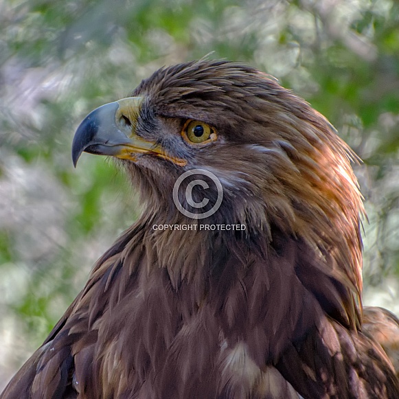 Golden Eagle - Portrait