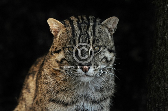 Fishing cat
