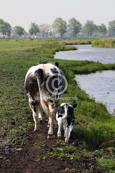 Dutch Cow and Cows