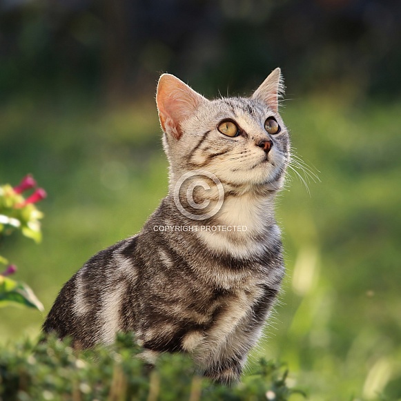Tabby Kitten Looking Up