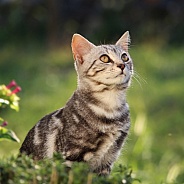 Tabby Kitten Looking Up