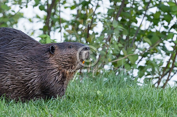 Beaver in nature