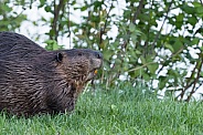 Beaver in nature