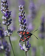Six-Spot Burnet Moth On Lavender