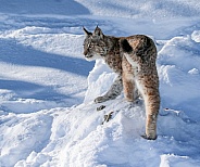 Siberian Bobcat in the snow