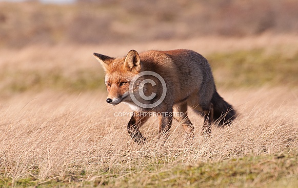 Red Fox Red Fox