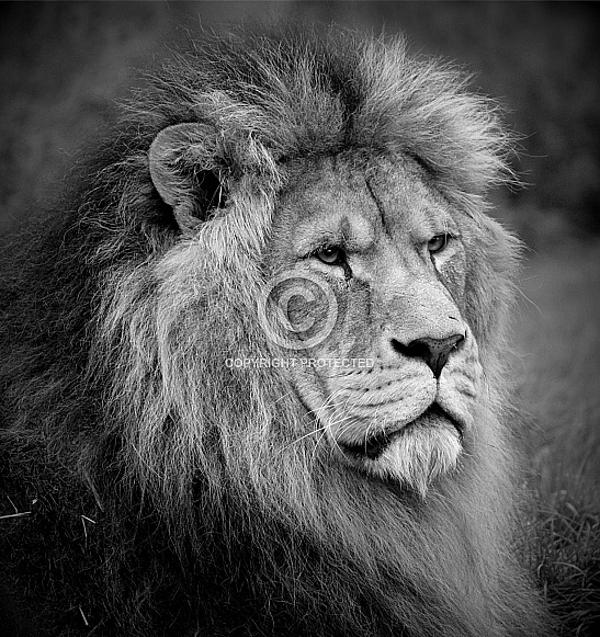 African Lion