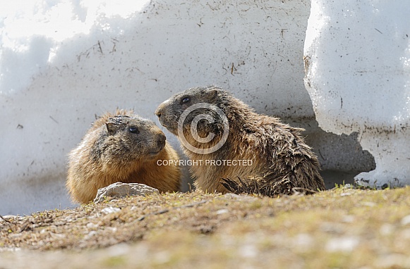 The alpine marmot