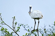 The Eurasian spoonbill