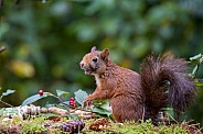 Red Squirrel
