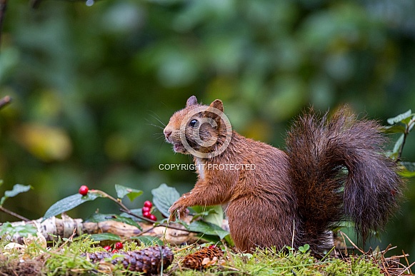 Red Squirrel