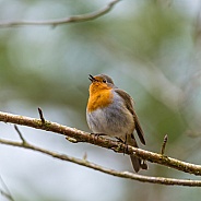 Robin