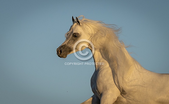 Arabian Horse Arabian Horse