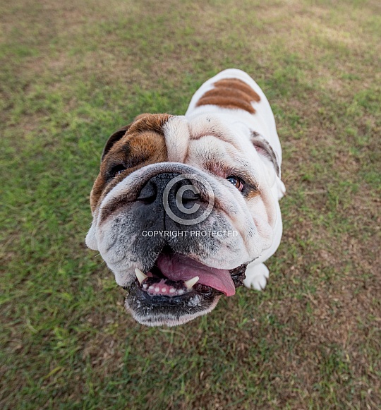 Wrinkled white bulldog looking at the camera