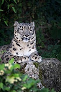 Snow leopard