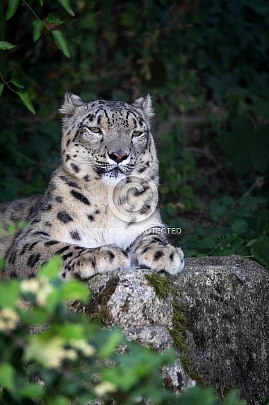 Snow leopard