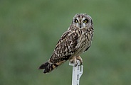 The short-eared owl (Asio flammeus)