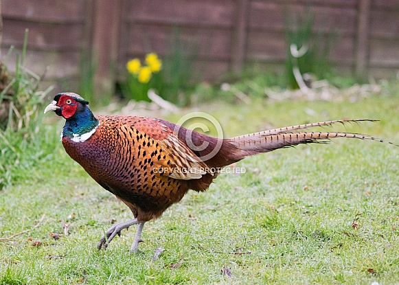 Pheasant