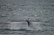 Blue Whale tail