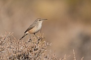 Rock Wren, Salpinctes obsoletus