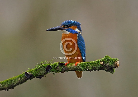Kingfisher Kingfisher