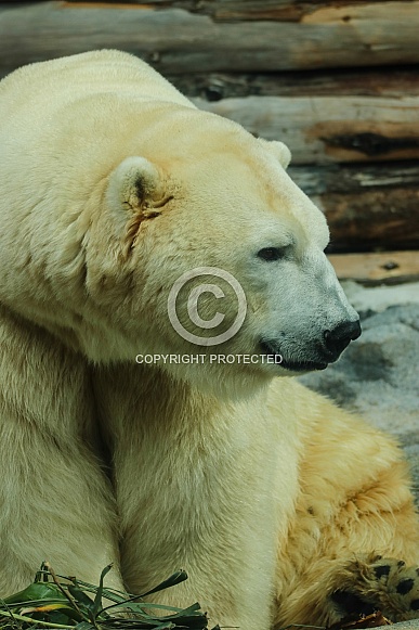 Polar Bear Polar Bear