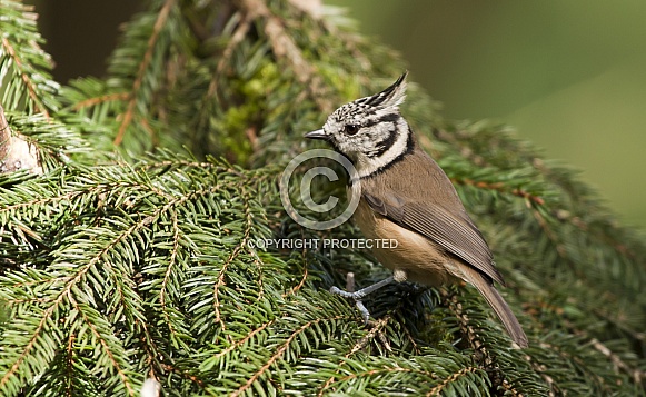 The crested tit or European crested tit