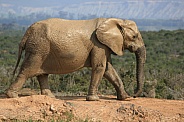 Elephants of Addo Elephant Park, South Africa