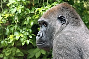 Western Lowland Gorilla (Gorilla Gorilla Gorilla)